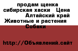 продам щенка сибирская хаски › Цена ­ 15 000 - Алтайский край Животные и растения » Собаки   